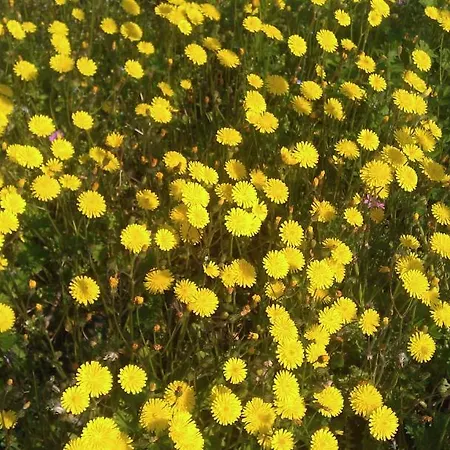 Landsted Residenza Eden *