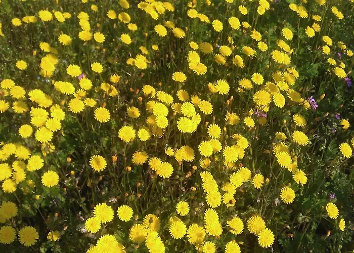 Landsted Residenza Eden *