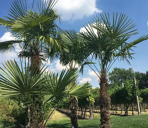 Residenza Eden * Colà